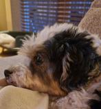 Liefdevolle hondenopvang tijdens jouw vakantie