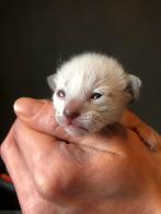 Siamees kittens, Meerdere dieren, Ontwormd, 0 tot 2 jaar