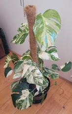 Monstera Variegata - PRACHTIG, Ophalen, Overige soorten, Minder dan 100 cm
