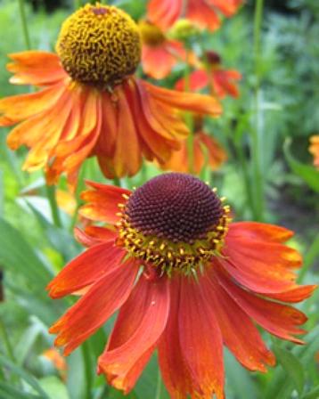 Helenium moerheim beauty in een P11 pot. beschikbaar voor biedingen