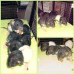 Baby ratjes! (Dumbo/rex mix) Alleen nog mannen beschikbaar!, Dieren en Toebehoren, Rat, Meerdere dieren, Tam, Oktober