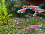 Mooi jonge 3-4 cm regenboog elritsen rainbow shiners, Dieren en Toebehoren, Vissen | Vijvervissen, Overige soorten