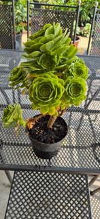 aeonium, Tuin en Terras, Volle zon, Vaste plant, Lente, Ophalen