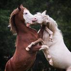 Opfok / weidegang aangeboden voor pony hengst of ruin., Weidegang