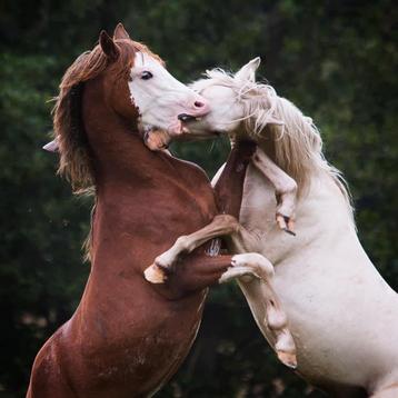 Opfok / weidegang aangeboden voor pony hengst of ruin.  beschikbaar voor biedingen