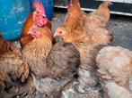 Cochin kriel kipjes hennen en evt haan, Dieren en Toebehoren, Pluimvee, Meerdere dieren, Kip