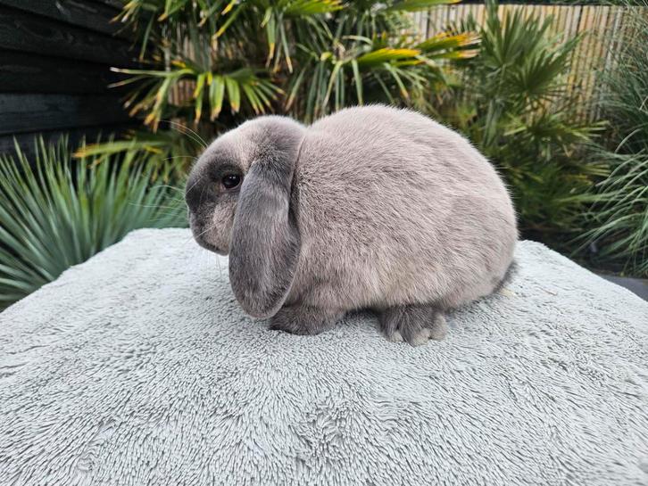 NHD'S beschikbaar, Dieren en Toebehoren, Konijnen, Dwerg, Meerdere dieren, 0 tot 2 jaar, Hangoor