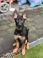 Duitse herder, Dieren en Toebehoren, 15 weken tot 1 jaar, Reu, Eén hond, Herder