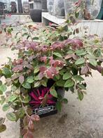 Loropetalum chinense 'Daybreak's Flame', Overige soorten, Vaste plant, Ophalen of Verzenden, Halfschaduw
