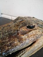 UNIEKE OUDE TAXIDERMIE ALLIGATOR HOOFD  TOPSTAAT 20X10X8 CM, Antiek en Kunst, Ophalen of Verzenden