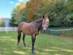 Lieve ruin 7 jaar, Dieren en Toebehoren, Pony's, B, Ruin, 7 tot 10 jaar, Gechipt