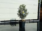 Olijfboom - Olea Europea - hoogte 75 cm, Tuin en Terras, Planten | Bomen, In pot, Olijfboom, Minder dan 100 cm, Zomer