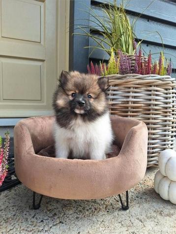 De leukste Pomeriaan  Keeshond pups   beschikbaar voor biedingen