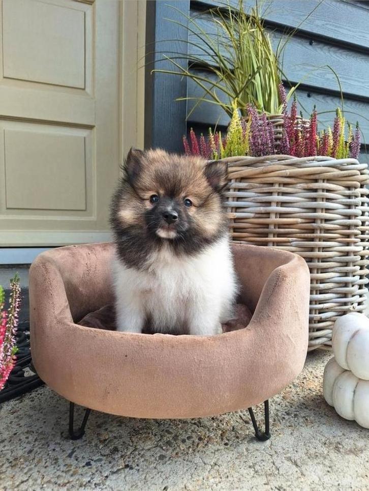 De leukste Pomeriaan  Keeshond pups, Dieren en Toebehoren, Honden | Poolhonden, Keeshonden en Oertypen, Meerdere dieren, Keeshond