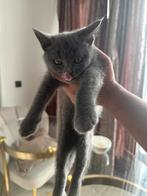 Raszuivere Britse korthaar kittens ( NOG 1 LAATSTE KITTEN), Dieren en Toebehoren, Katten en Kittens | Raskatten | Korthaar, Ontwormd