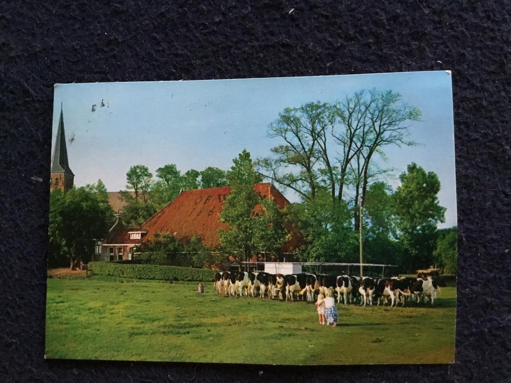 Oude Ansicht Friesland Nijland Boerderij met Koeien en Kerk, Ophalen of Verzenden, 1960 tot 1980, Gelopen, Friesland