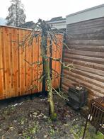 Appelbomen 2 stuks - zie foto’s - GRATIS (lees tekst!!!), Ophalen, Halfschaduw, Overige soorten, 100 tot 250 cm