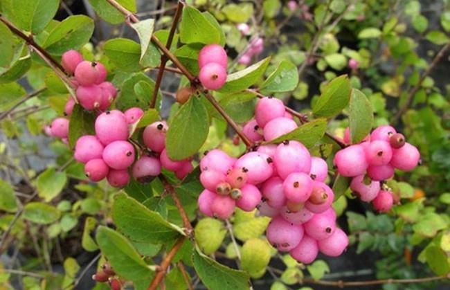 STRUIK Symphoricarpos doorenbosii Mother of Pearl' Sneeuwbes, Tuin en Terras, Planten | Tuinplanten, Vaste plant, Bodembedekkers