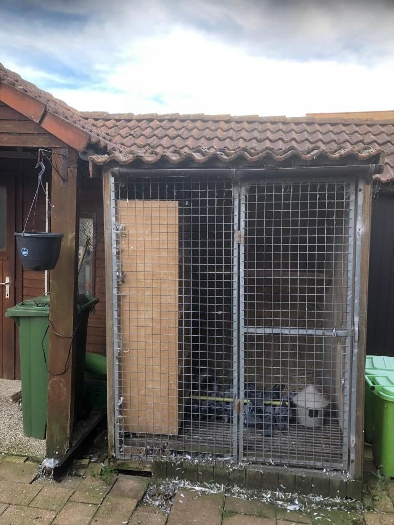 Duivenhokje, Meerdere dieren, Overige soorten