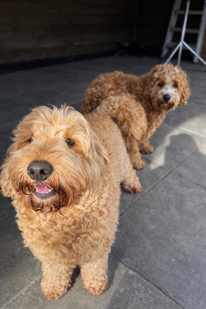 Mini australian labradoodle pups, Dieren en Toebehoren, Honden | Niet-rashonden, Parvo, 8 tot 15 weken, Meerdere, Meerdere dieren