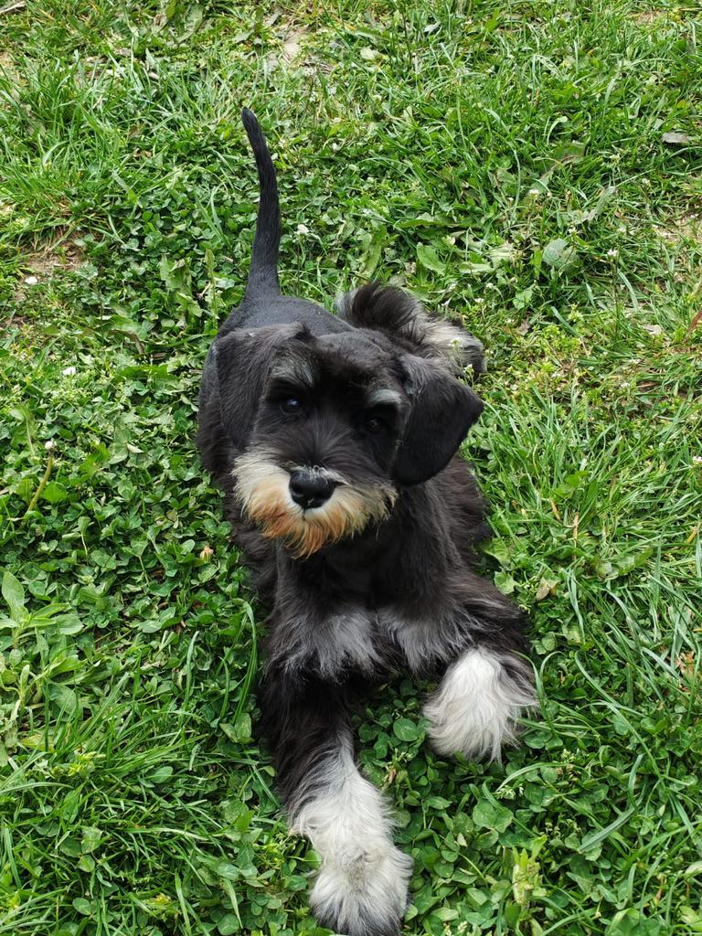 Dwergschnauzer pup, 15 weken tot 1 jaar, Parvo, Eén hond, Nederland