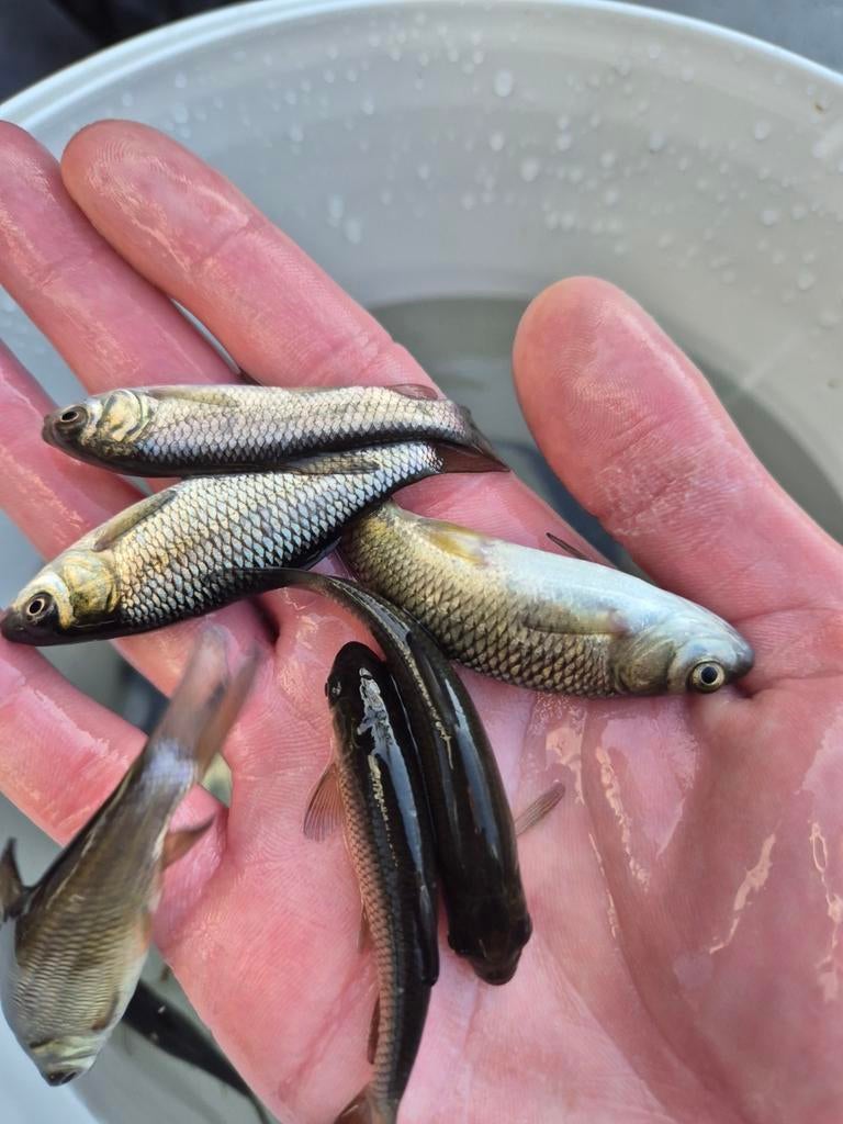 Graskarpers 6 tot 9 cm, Karper of Koi