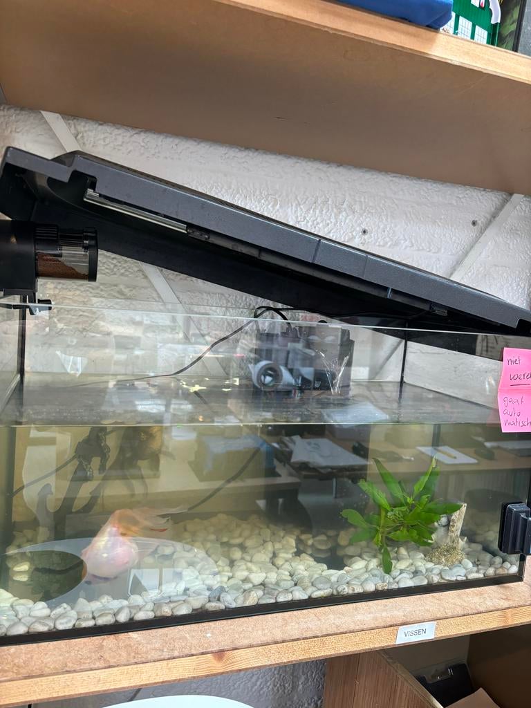 Vissenkom met vissen en toebehoren, Dieren en Toebehoren, Vissen | Aquaria en Toebehoren, Gevuld zoetwateraquarium, Ophalen