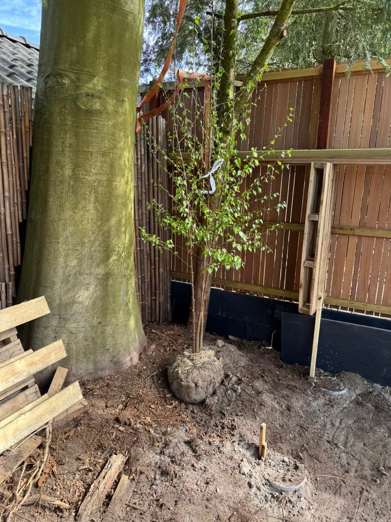 Meerstammige berk Betula Pendula mooie kwaliteit, Tuin en Terras, Planten | Bomen, Ophalen, Volle zon, Overige soorten, 100 tot 250 cm