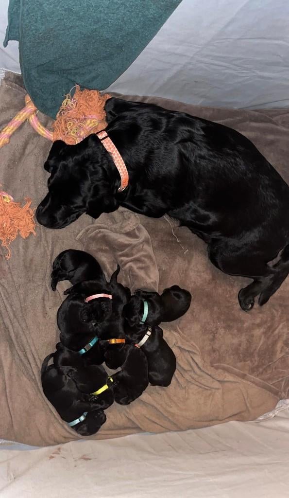 lieve labrador puppies te koop, 8 tot 15 weken, Labrador retriever, Parvo, Meerdere