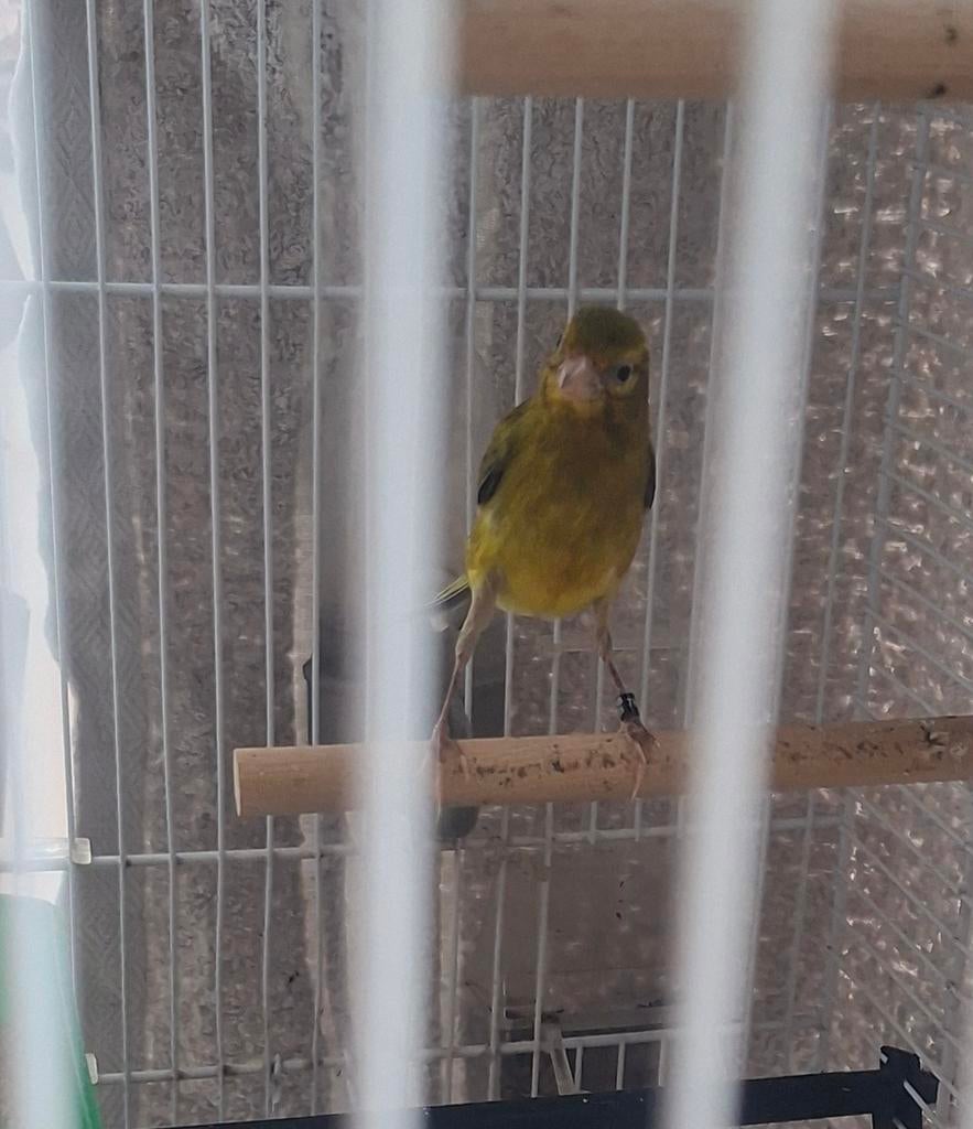 Razakanarie, Dieren en Toebehoren, Mannelijk