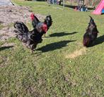 Barnervelder Hanen, groot ras., Dieren en Toebehoren, Mannelijk, Kip