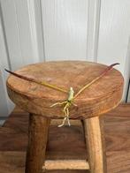 Hoya biruensis gewortelde stek, Huis en Inrichting, Ophalen, Overige soorten, Halfschaduw, Minder dan 100 cm