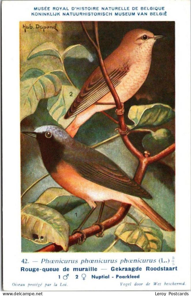 Gekraagde roodstaart / Redstart – Nº 42 – (KBIN / IRSNB), Verzenden, 1940 tot 1960, Ongelopen, Vogel