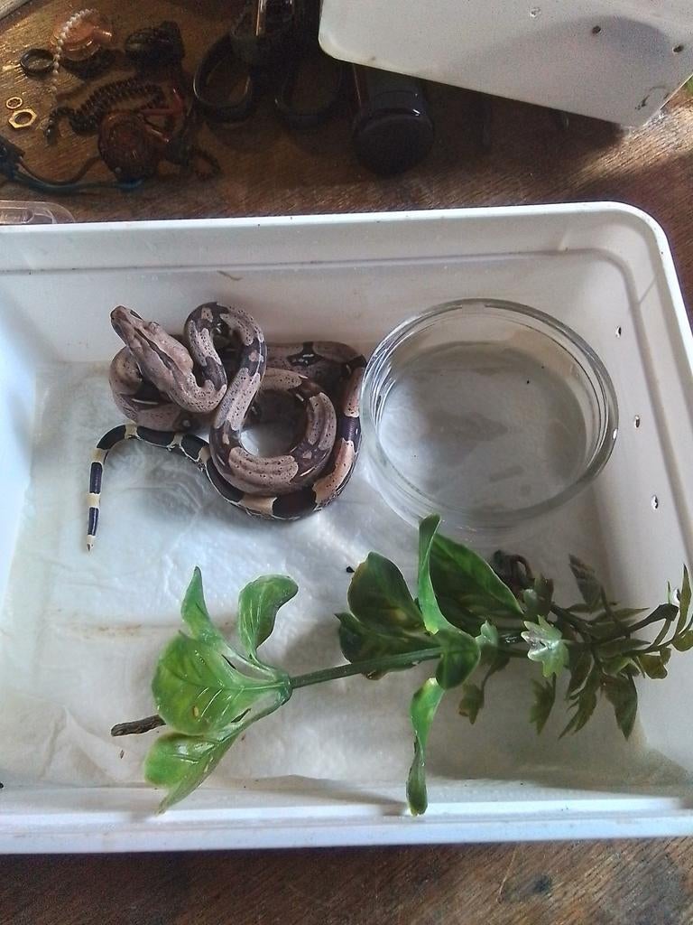 Koppel Frans Guyana roodstaart boa constrictors, Ophalen, Nieuw, Overige typen