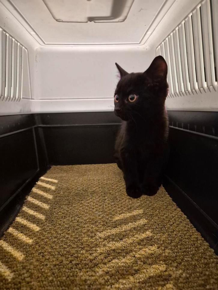 Bombay kitten korthaar - Kater, Dieren en Toebehoren, Katten en Kittens | Raskatten | Korthaar, Kater, 0 tot 2 jaar, Ontwormd