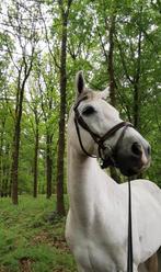 LEASEPAARD AANGEBODEN (bijrijder/verzorger gezocht), Dieren en Toebehoren, Stalling en Weidegang