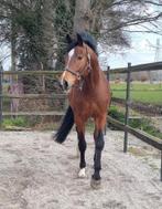 Super leuke 4jarige allround ruin, Ruin, Dressuurpaard, 3 tot 6 jaar