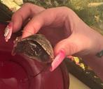 2 lieve jonge muskus schildpadden (+papieren)zoeken huis.., Dieren en Toebehoren, Reptielen en Amfibieën, Schildpad, 0 tot 2 jaar