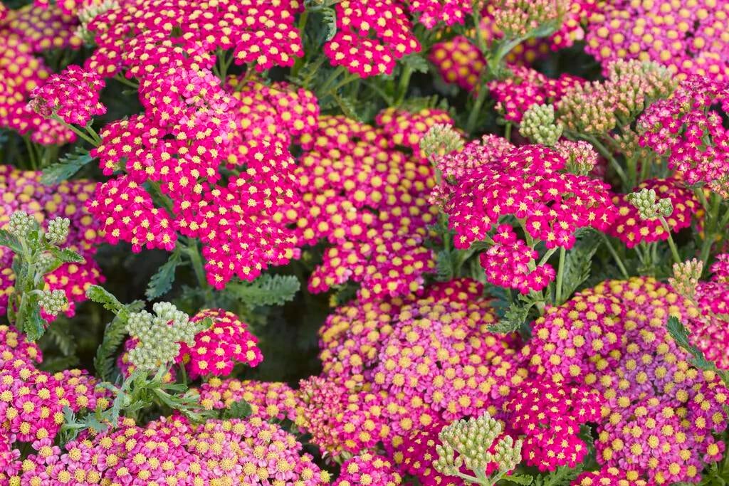 Stekjes Duizendblad Cassis - Pluktuin & Bloementuin, Volle zon, Vaste plant, Zomer, Ophalen