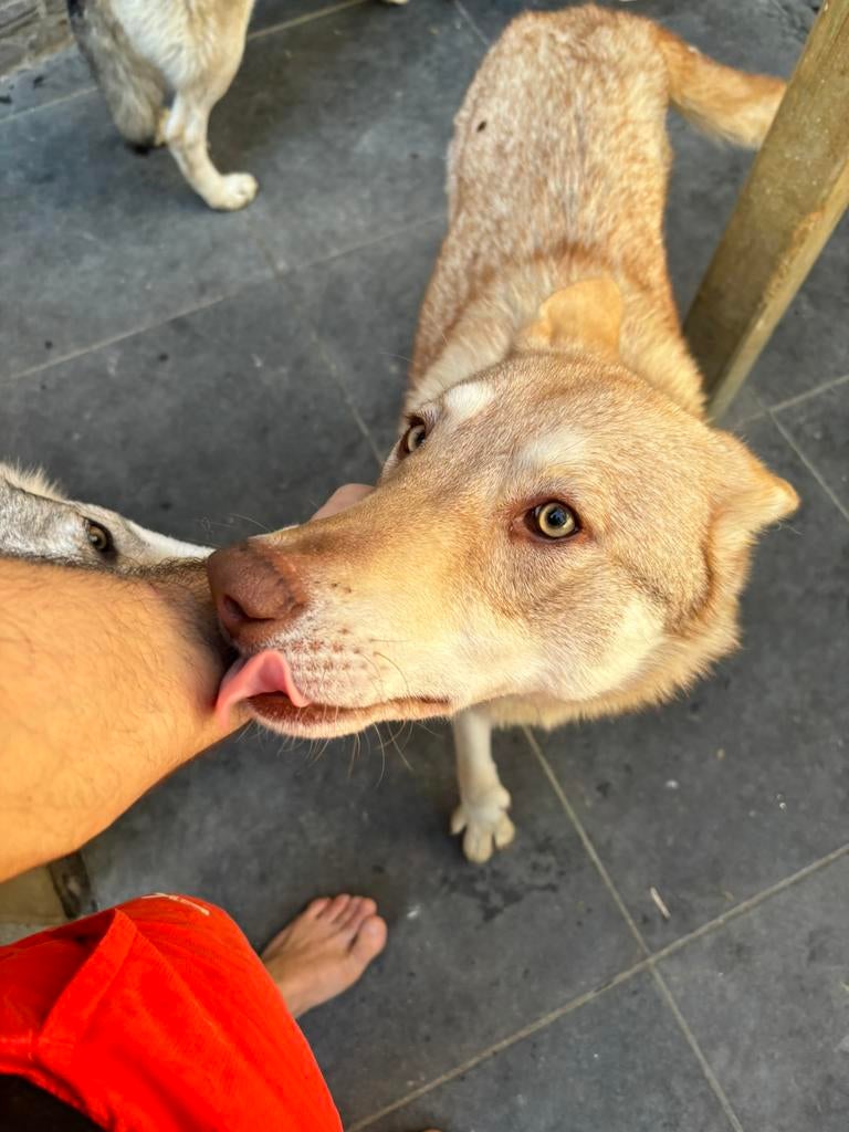 Wolfhond met stamboom, 1 tot 2 jaar, Teef, Meerdere, Nederland