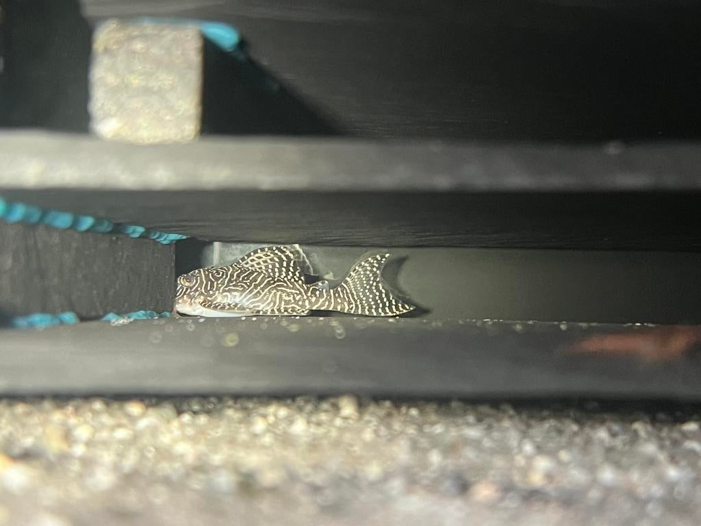 L260, Dieren en Toebehoren, Vissen | Aquariumvissen, Vis