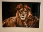 Glazen schilderij Leeuw en Leeuwin - 160x110cm, 125 cm of meer, Ophalen of Verzenden, Zo goed als nieuw, Schilderij
