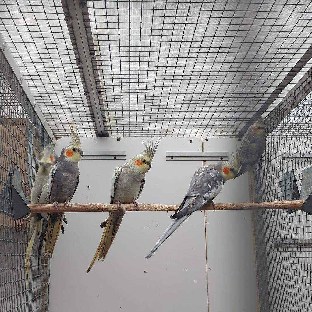 3 koppeltjes valkparkieten, Dieren en Toebehoren, Vogels | Parkieten en Papegaaien, Meerdere dieren, Parkiet