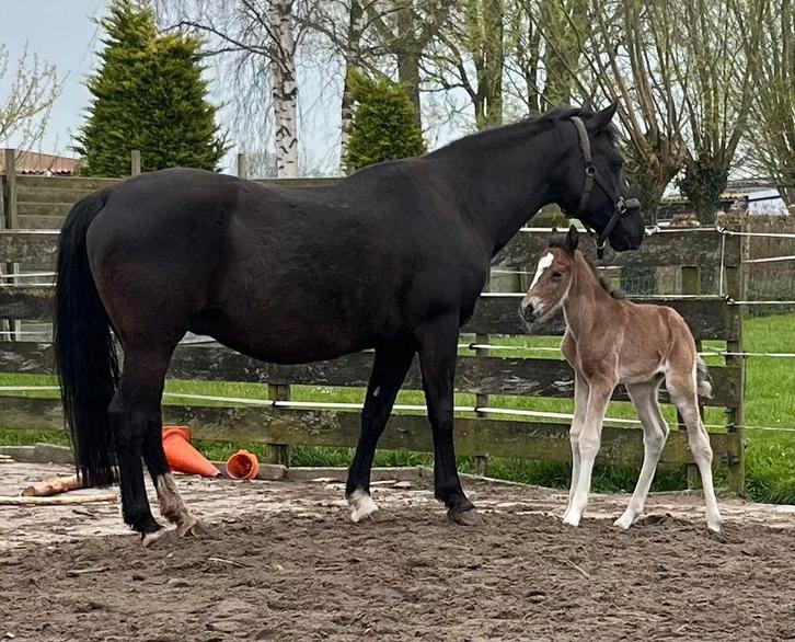 NF Fokmerrie, Dieren en Toebehoren, Paarden, Merrie