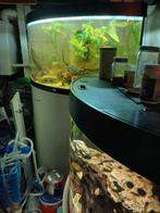 Aquarium Juwel Trigon 350L, Ophalen, Leeg aquarium