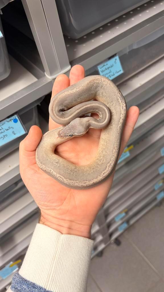 1.0 leopard pastel cinnamon orange dream hypo ball python Green Tree Python - male for sale from KAS