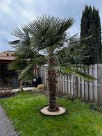Palmboom Trachycarpus Fortunei, Volle zon, Ophalen of Verzenden, 100 tot 250 cm, Zomer