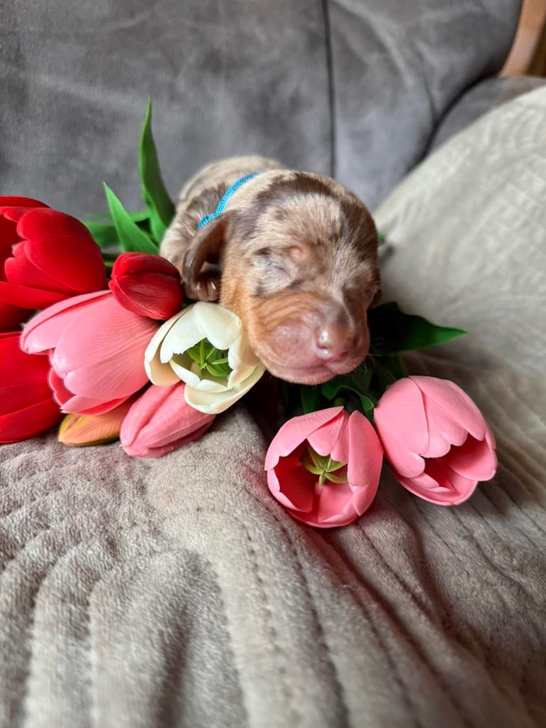 Dwerg teckel pups, Parvo, 8 tot 15 weken, Meerdere, Nederland