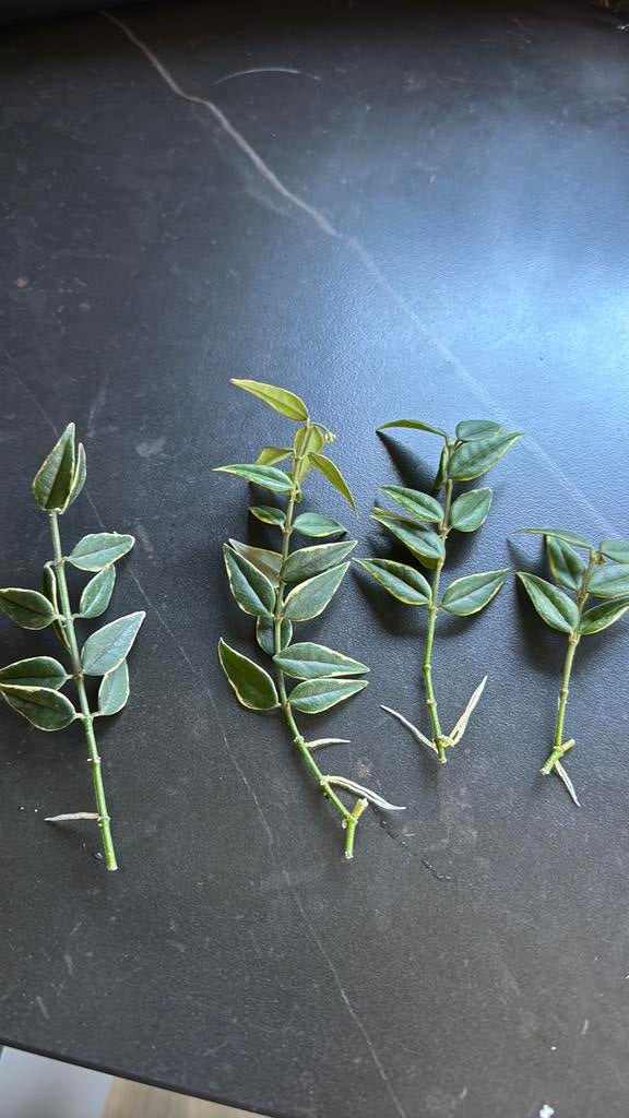 Hoya bella Anneke Buis, Ophalen of Verzenden, Halfschaduw, Minder dan 100 cm