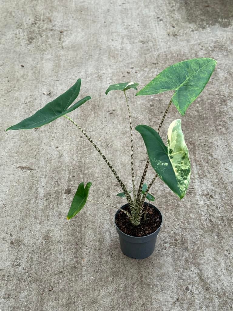 Alocasia Zebrina Tricolor Variegata, Huis en Inrichting, Kamerplanten, Ophalen of Verzenden, Halfschaduw, Minder dan 100 cm